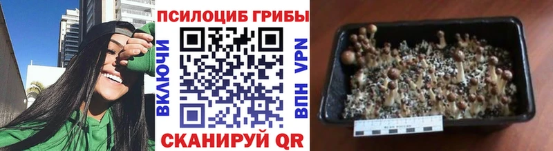 Купить  Дедовск  Галлюциногенные грибы Psilocybine cubensis 